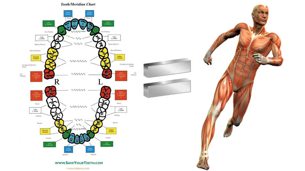 The Meridian Tooth Chart