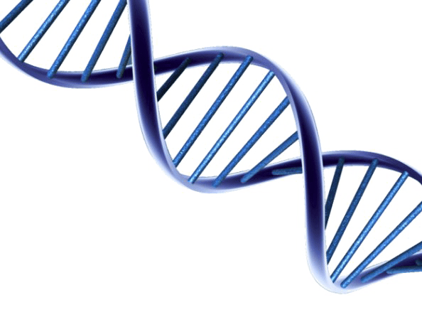 DNA Transparent Background