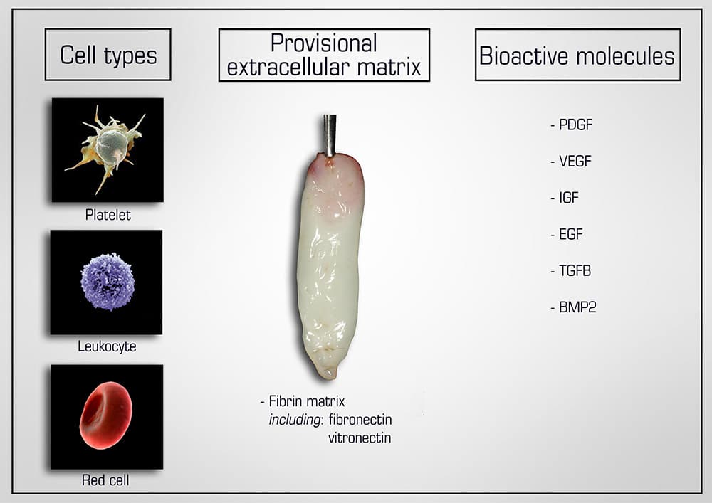 PRF Cells Types